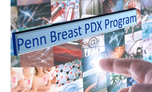Penn Breast PDX Program